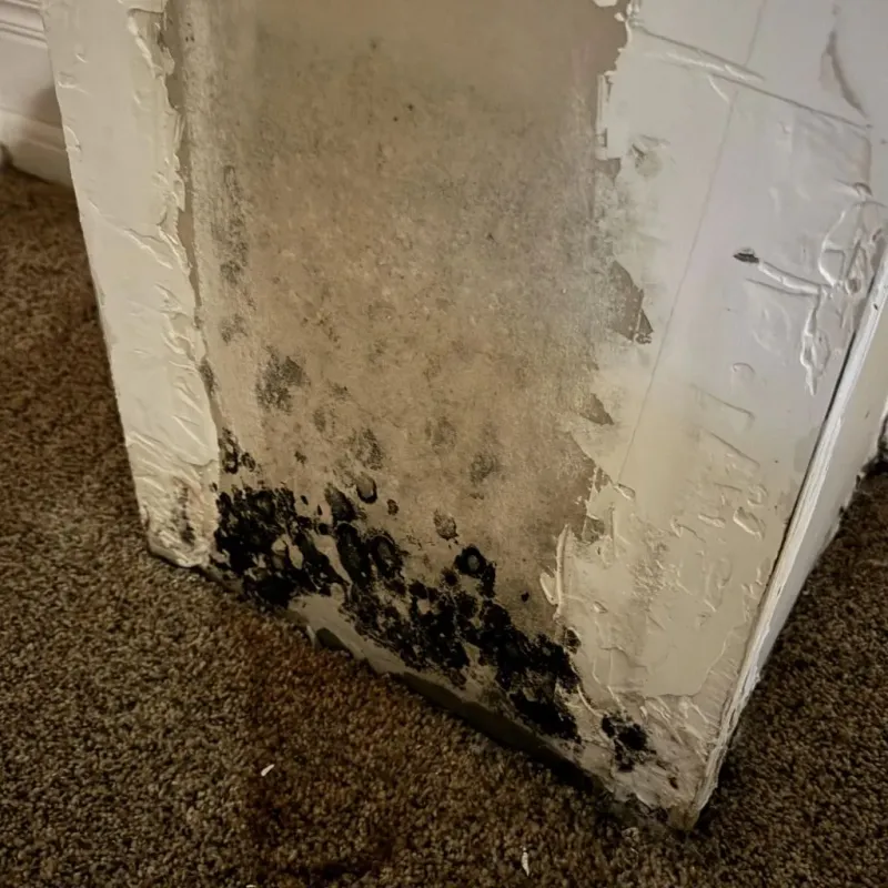 Professional Mold Removal in West Alexandria, OH